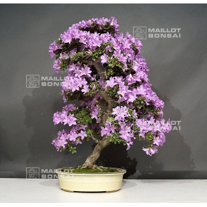 Ecole de bonsai Nishikawa- Maillot fleur et fruits