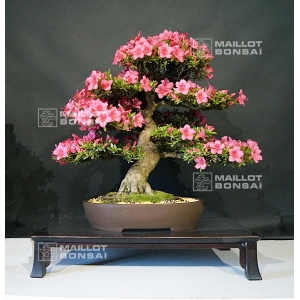 vendu-rhododendron-l-osakazuki-ref-03070192
