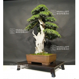 vendu-juniperus-rigida-ref-27050191