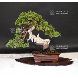 vendu-juniperus-chinensis-itoigawa-ref-19070198