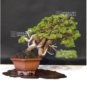 juniperus-chinensis-itoigawa-ref-1907194
