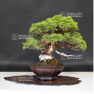 vendu-juniperus-chinensis-itoigawa-ref-1907199