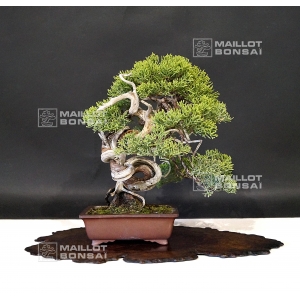 juniperus-chinensis-itoigawa-ref-1907196