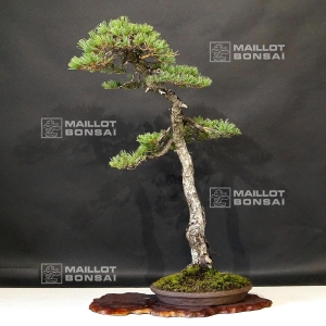 pinus-pentaphylla-ref-1907191