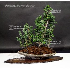 vendu-chamaecyparis-obtusa-chirimen-ref-240701