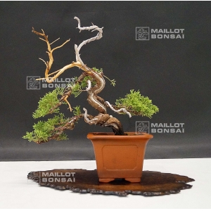 vendu-juniperus-chinensis-itoigawa-ref-24070193