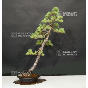 vendu-pinus-pentaphylla-ref-24070192