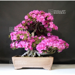 vendu-rhododendron-shiryu-no-mai-ref-12070191