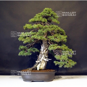 vendu-pinus-pentaphylla-variete-zuisho-ref-2080191