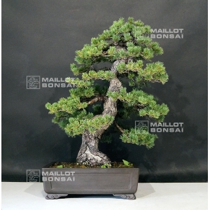 PINUS PENTAPHYLLA variété ZUISHO ref:2080192