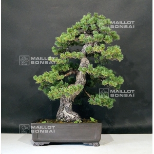 pinus-pentaphylla-zuisho-ref-2080192