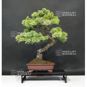 PINUS PENTAPHYLLA ref: 2080193