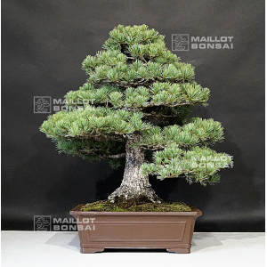 VENDU Pinus pentaphylla ref: 09080193