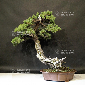 VENDU Pinus pentaphylla du Japon ref :09080191