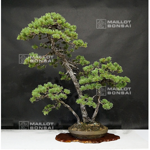 vendu-pinus-pentaphylla-ref-09080195