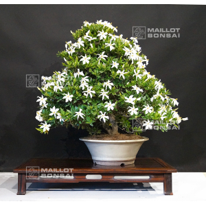 gardenia-jasminoides-bonsai-ref-12070171