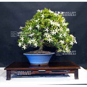 gardenia-jasminoides-bonsai-ref-12070172