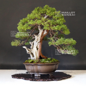 vendu-juniperus-chinensis-itoigawa-ref-14080191