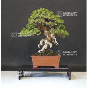 vendu-juniperus-chinensis-itoigawa-ref-14080193