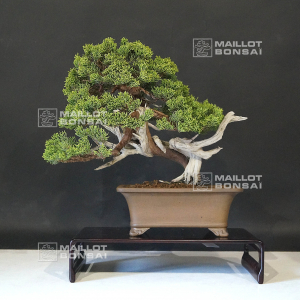 vendu-juniperus-chinensis-itoigawa-ref-14080194