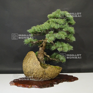 vendu-pinus-pentaphylla-04090197