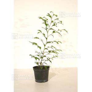 stewartia-monadelpha-1-litre-pot-60-70-cm