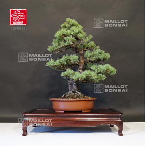 vendu-pinus-pentaphylla-ref-12090191