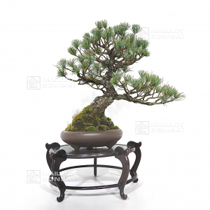 vendu-pinus-pentaphylla-du-japon-ref-12090192