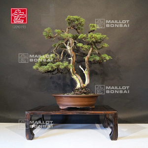 vendu-juniperus-chinensis-ref-12090193