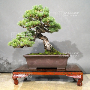 pinus-pentaphylla-chiku-horef-12090194