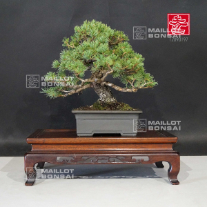 vendu-pinus-pentaphylla-miyo-jo-ref-12090197