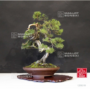 vendu-juniperus-chinensis-itoigawa-ref-12090199