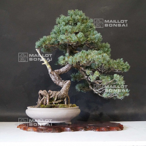 vendu-pinus-pentaphylla-ref-10090191