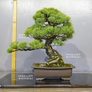 pinus-pentaphylla-kin-goyo-ref-10090192