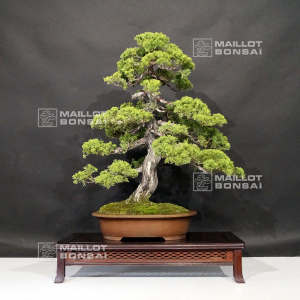 vendu-juniperus-chinensis-itoigawa-ref-10090193