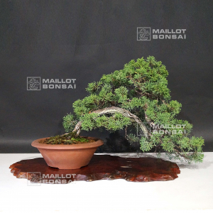 vendu-juniperus-chinensis-itoigawa-10090194