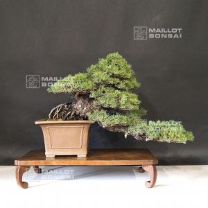 pinus-pentaphylla-kokonoe-du-japon-ref-10090195