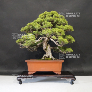 vendu-juniperus-chinensis-itoigawa-ref-10090196