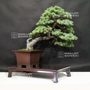 vendu-pinus-pentaphylla-ref-10090197