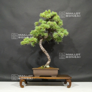 vendu-pinus-pentaphylla-ref-10090198