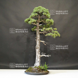 pinus-pentaphylla-ref-10090199