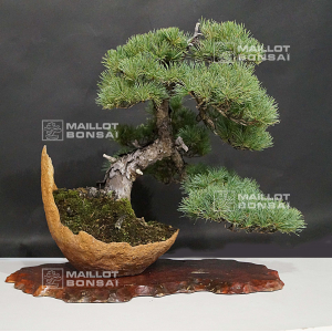 pinus-pentaphylla-04090196