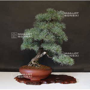 vendu-pinus-pentaphylla-ref-04090198