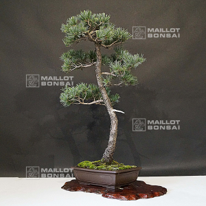 pinus-pentaphylla-ref-04090199