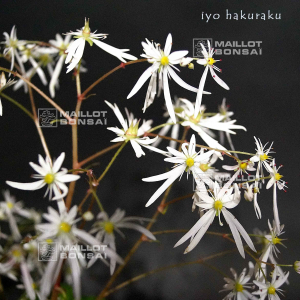 saxifraga-fortunei-beni-iyo-hakuraku