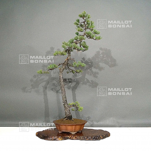 VENDU PINUS PENTAPHYLLA ref: 28120192