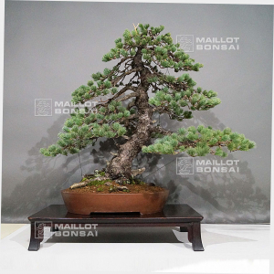 pinus-pentaphylla-ref-28120193