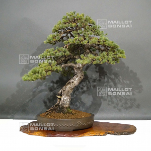 vendu-pinus-pentaphylla-ref-28120194