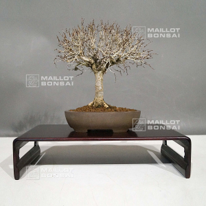 vendu-zelkova-serrata-ref-28120195