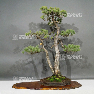 VENDU PINUS PENTAPHYLLA ref: 28120196